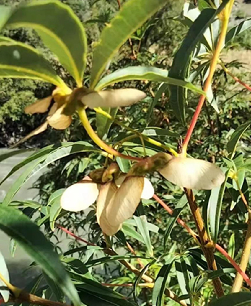 圖為五小葉槭.jpg 圖為五小葉槭.jpg