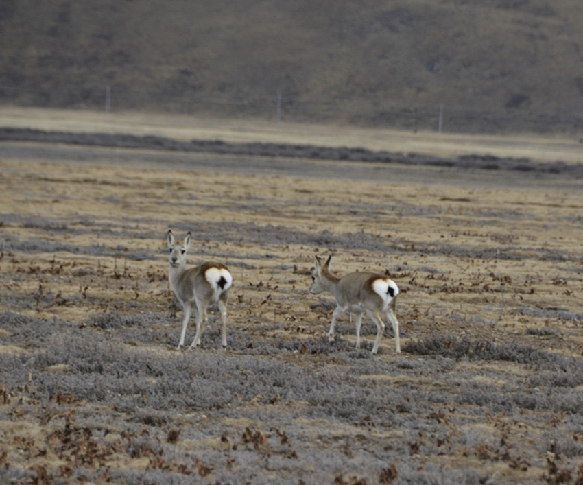 圖為藏原羚.jpg 圖為藏原羚.jpg
