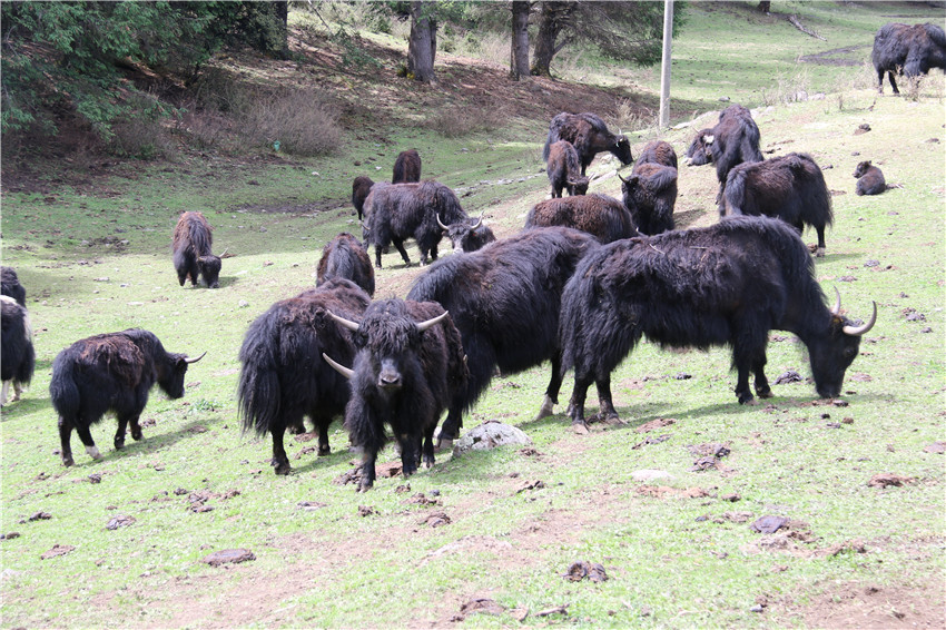 湯古鎮(zhèn)牦牛.jpg 湯古鎮(zhèn)牦牛.jpg