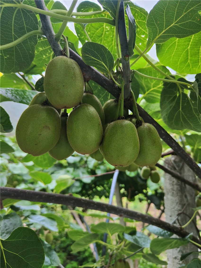 首筆強(qiáng)村貸2.jpg 首筆強(qiáng)村貸2.jpg