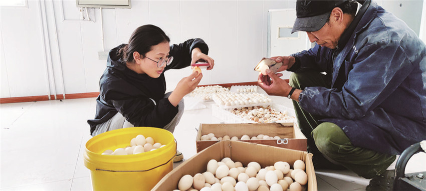 洛絨扎姆查看雞蛋.jpg 洛絨扎姆查看雞蛋.jpg