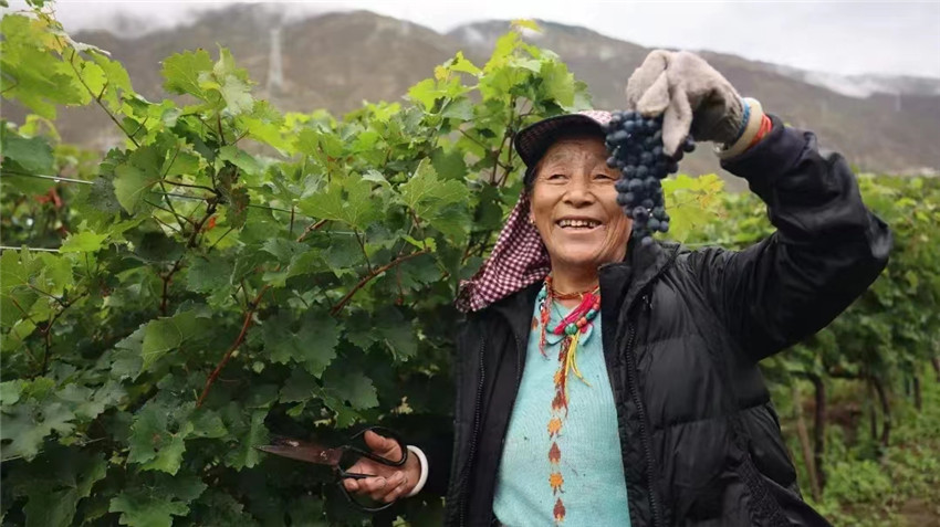 葡萄獲豐收.jpg 葡萄獲豐收.jpg